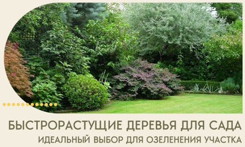 Быстрорастущие деревья для сада идеальный выбор в Тихвине