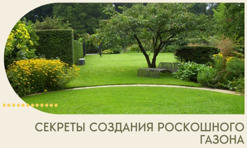 Секреты создания роскошного газона в Тихвине